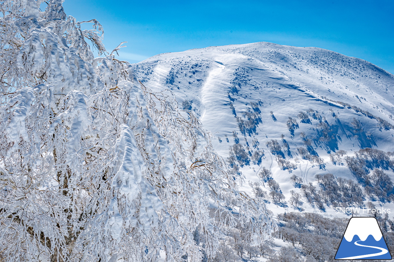 キロロリゾート｜久しぶりの『大当たり』！真冬のような景色とパウダースノーが帰ってきました(^^)v